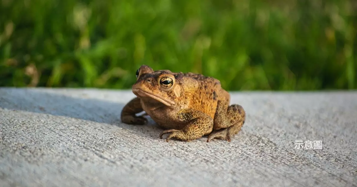 超有愛！法國小鎮夜間封路一個月 只為幫青蛙安全過馬路