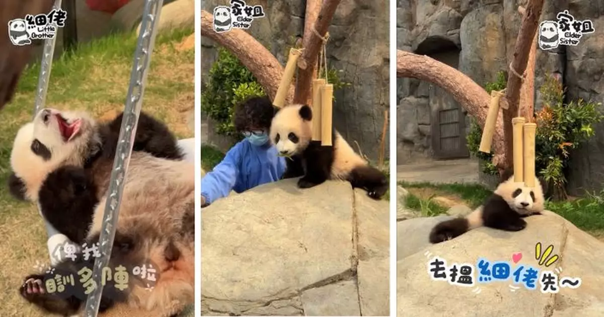 熊貓和奶爸的日常 家姐被叮囑勿撩熟睡細佬腳板底 轉頭咬醒細佬齊做直播