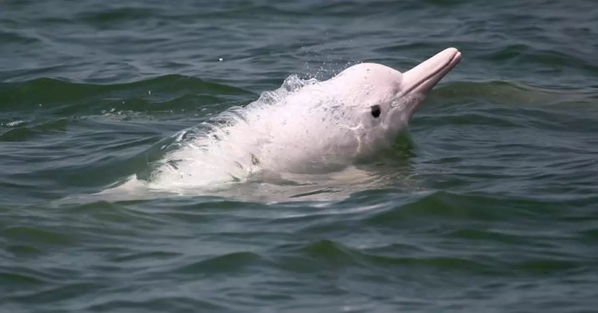 卓永興：將與深圳簽署工作備忘 深化協作聯合救護大型水生野生動物