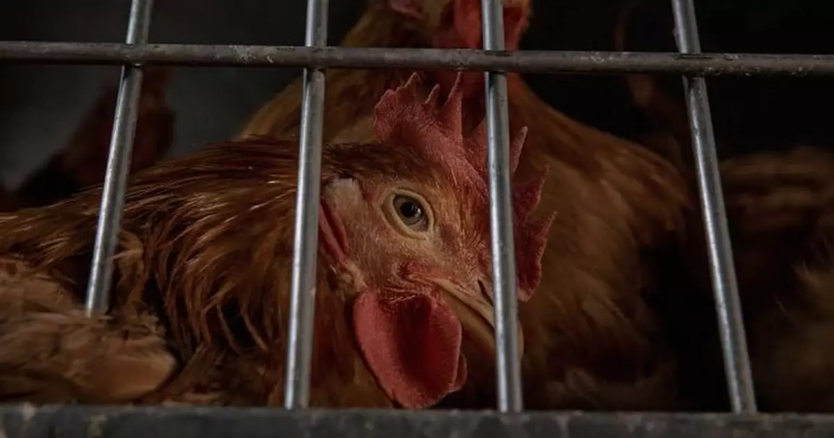 法、韓、日等地爆發高致病性禽流感 本港暫停進口三地部分地區禽肉及禽類產品