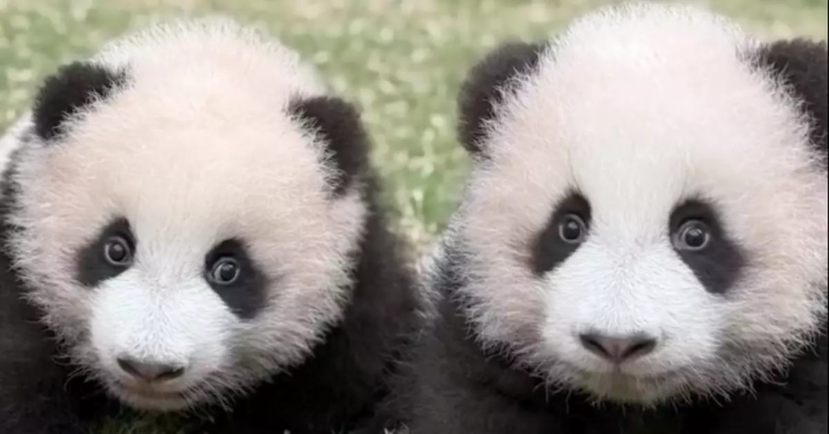 海洋公園1500元貴賓票開售　開園前享半小時與「家姐細佬」樂聚時光