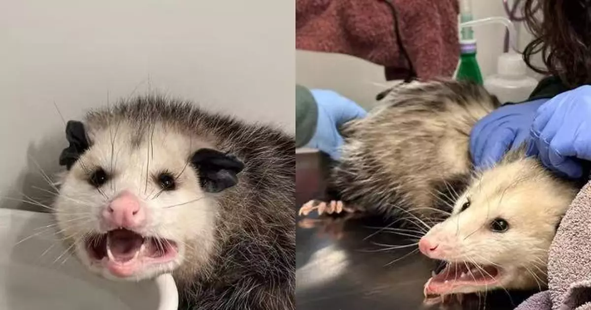 為食負鼠闖民居偷食朱古力蛋糕不適 意外被揭鉛中毒得以及時治療