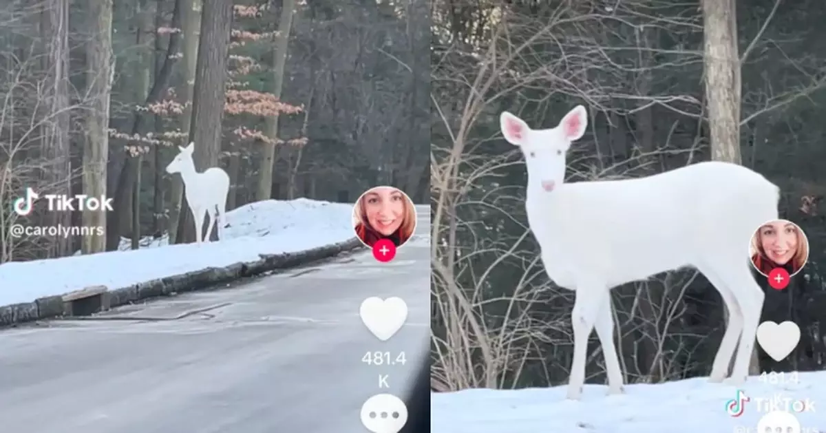 出現機率三萬分之一 女子開車偶遇夢幻「白化鹿」直呼：美到不真實