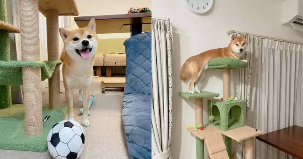 被貓貓「引誘」上貓跳台受困 柴犬半夜淒厲呼救 委屈模樣笑翻飼主