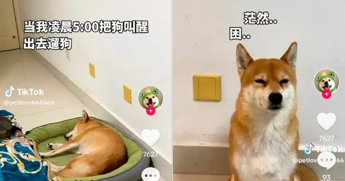 清晨遭飼主喚醒被迫散步 柴犬茫然表情惹爆笑：人狗互相折磨