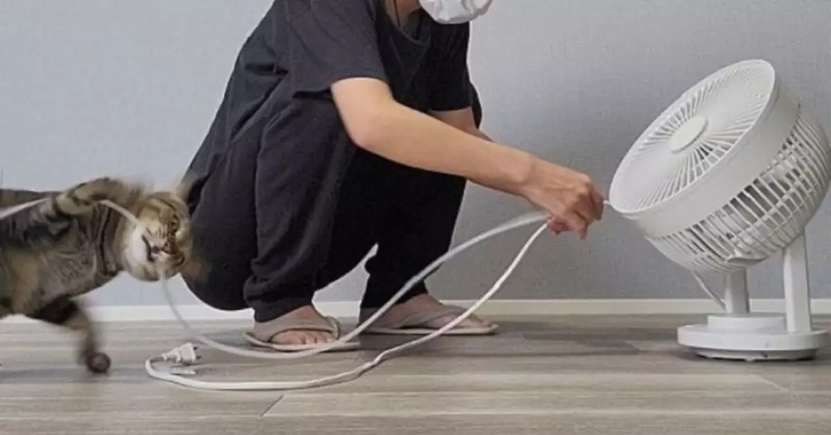 飼主為電線加裝保護套 虎斑貓見「新玩具」興奮飛撲做高難度空中翻轉