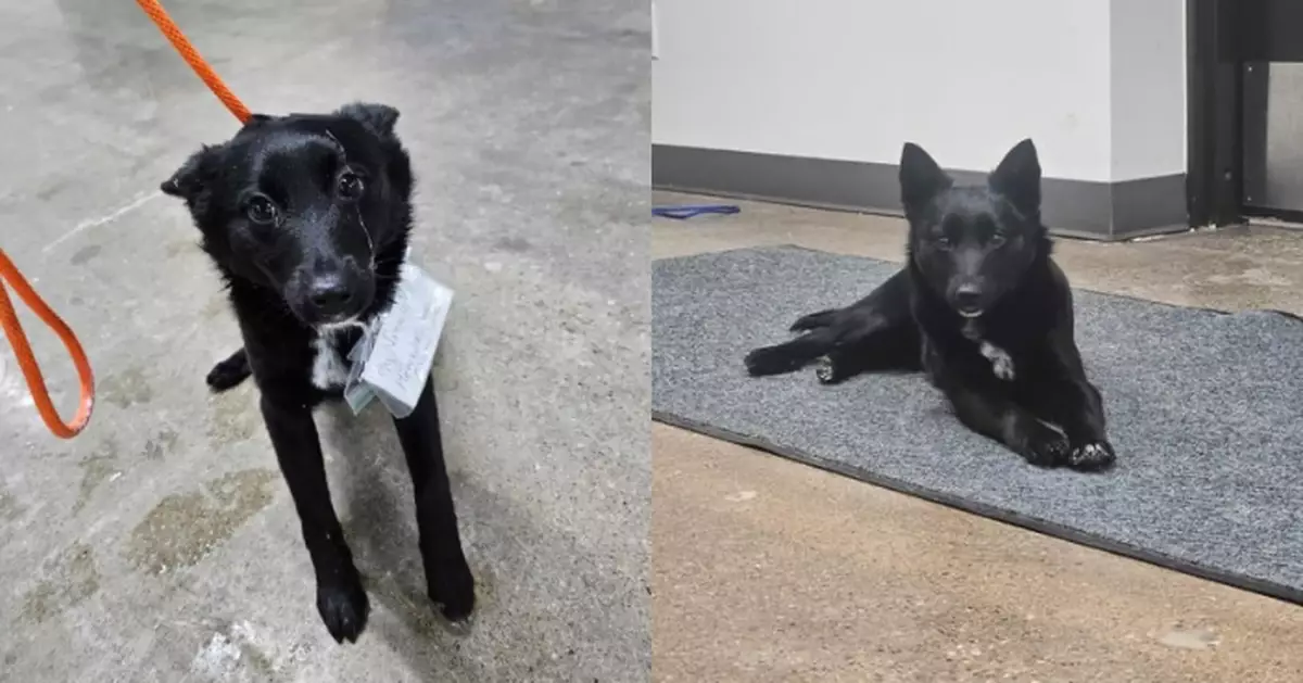 遭主人遺棄停車場 狗狗頸部掛求助紙仔被送收容所幸暖心收場