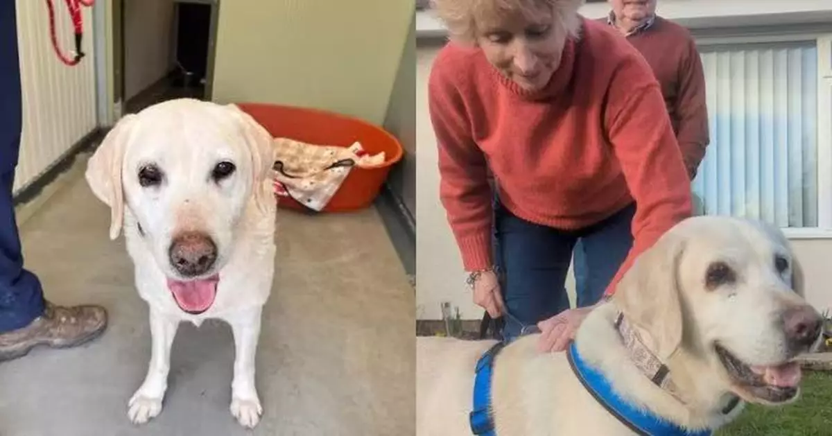 自家院子內遭綁走 拉布拉多犬8年後被奇蹟尋獲重回飼主懷抱