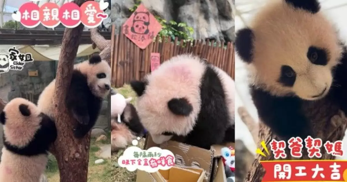 大熊貓精彩片段陪過蛇年 細佬隔2秒摷全盒搵嘢食 家姐Hea掛樹上祝開工大吉