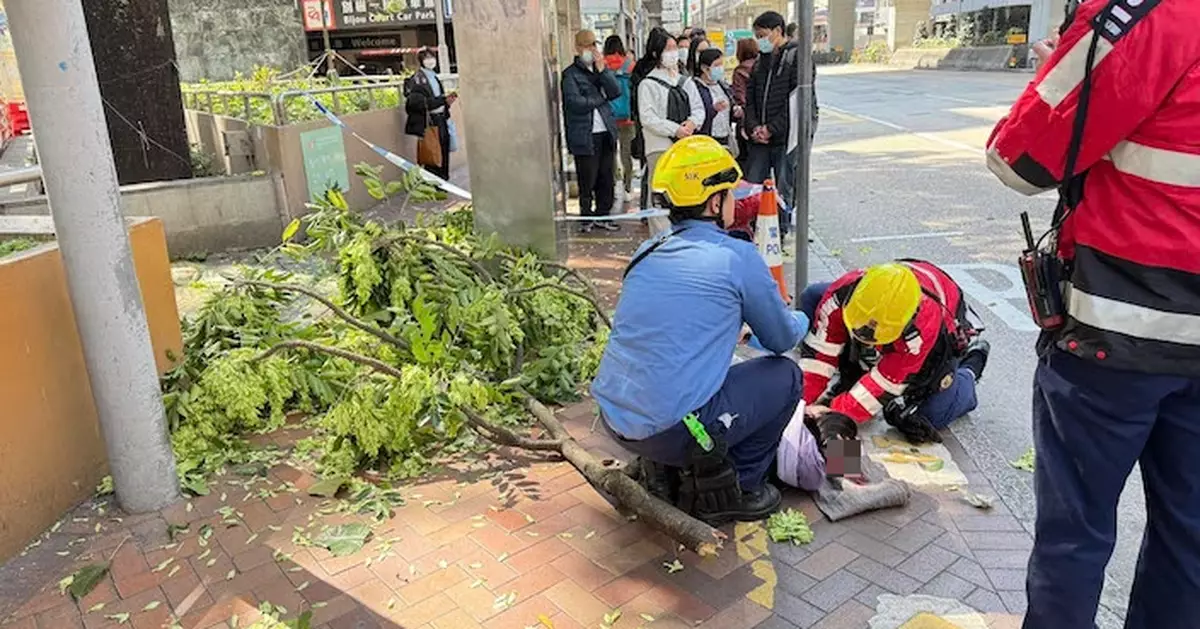 旺角太子道西樹木塌下 女子頭部遭擊中受傷送廣華醫院治理