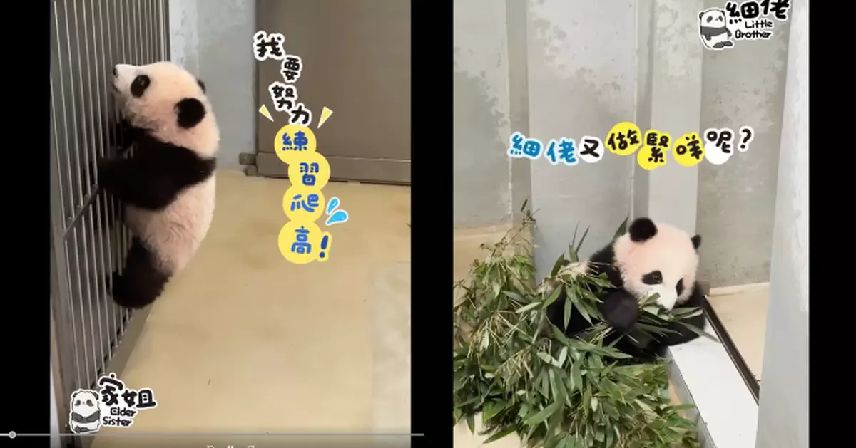 熊貓日常：家姐爬高擒低無難度   細佬探索竹葉好味道