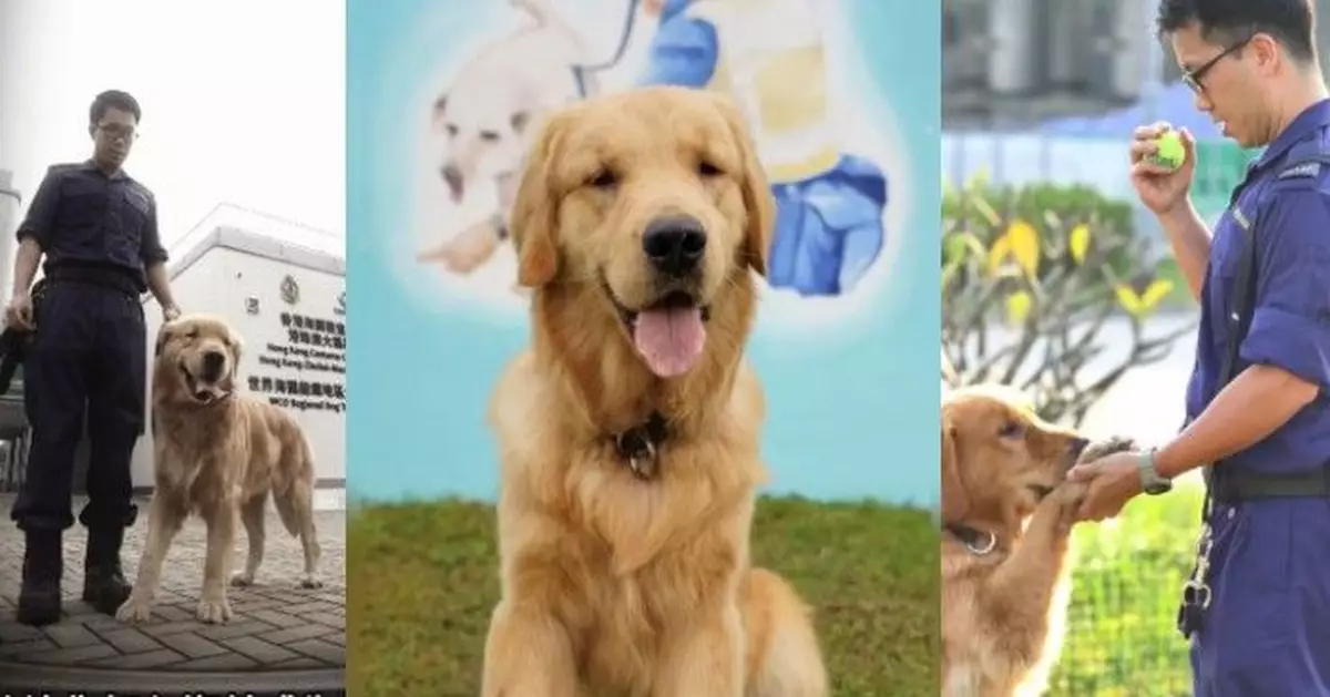 海關走私案中小狗竟成搜查犬 Alpha患先天性眼疾無阻執勤