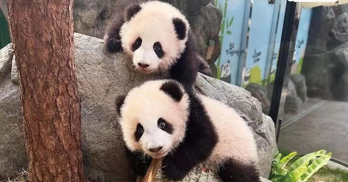 「大熊貓龍鳳胎寶寶命名比賽」截止共收3萬多份建議 「家姐細佬」保留為乳名