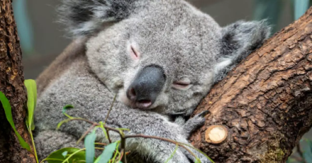 都市傳說！食到熊仔餅2個圖案可帶來好運？ 網民：又多一個儀式感