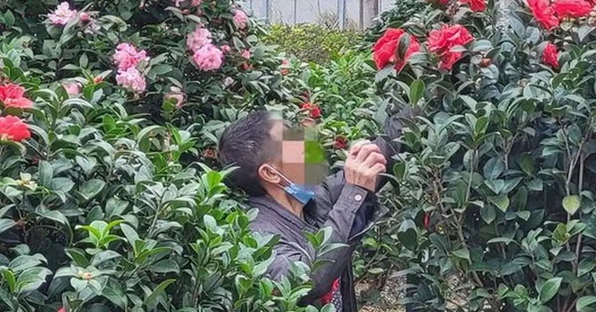 採花賊帶埋大袋啟德摘山茶花 街坊喝止無理會惹網怒：罰款坐監！