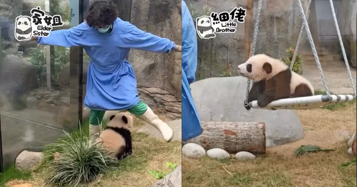 熊貓BB和護理追逐嬉戲   家姐細佬極黏人