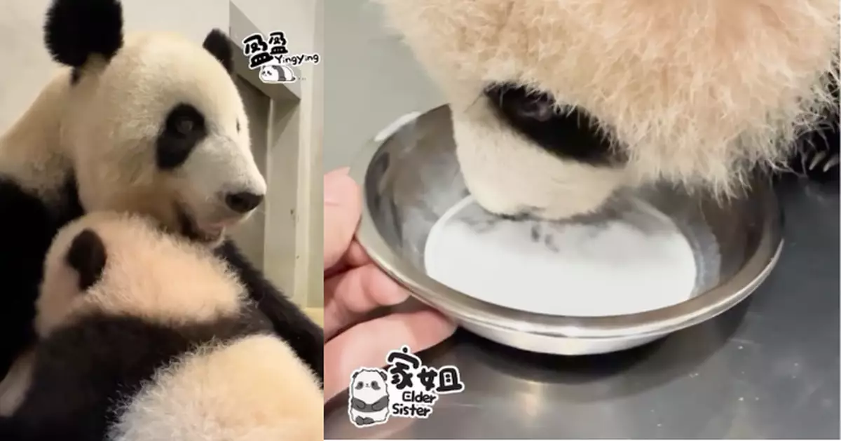 港產熊貓「家姐」飲「盆盆奶」 再親媽媽「盈盈」吃母乳