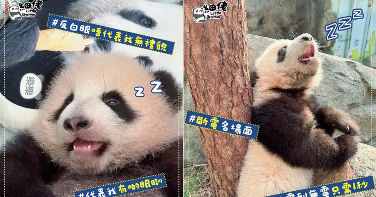 熊貓BB各有各趣怪   細佬獲頒「熊貓迷惑行為大賞」