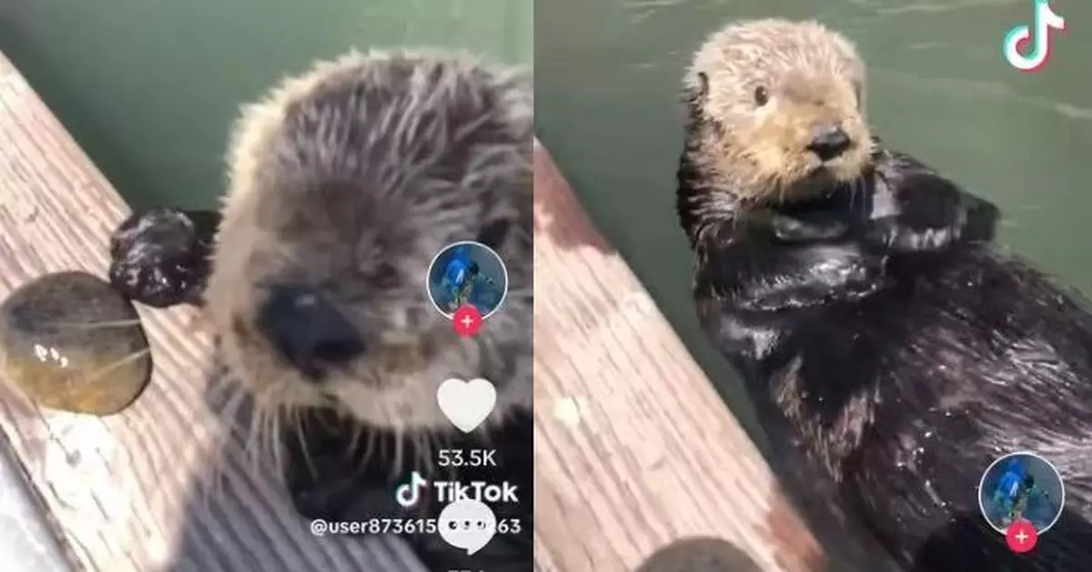 海獺將「心愛石頭」放岸上邀漁民欣賞似開「石頭鑑賞會」萌翻網友