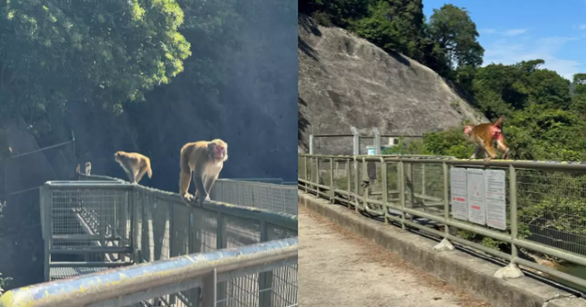 專家:若被野猴抓傷需速就醫 貓狗不傳猴疱疹病毒