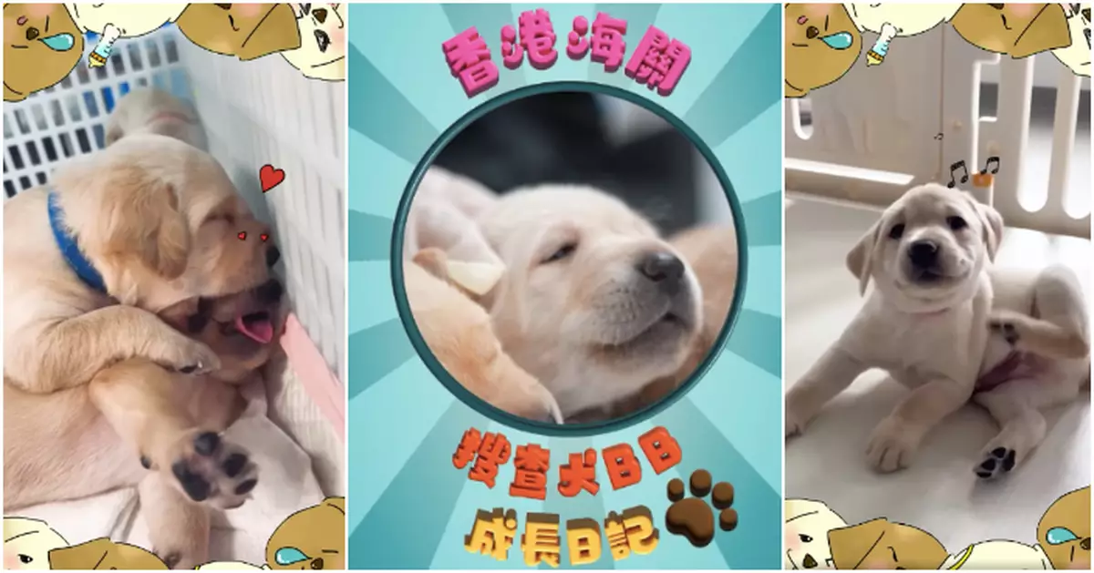 海關搜查犬8寶貝最新成長片段曝光  好食好住暴風式成長得「肥肥白白」