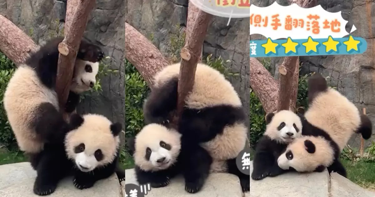 熊貓「體操世一」家姐踩住細佬上位 兩姐弟合力挑戰高難度動作終完美「落地」