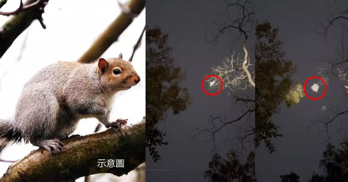 印度飛鼠黑暗樹間「起飛滑翔」優雅降落 罕見畫面被捕捉