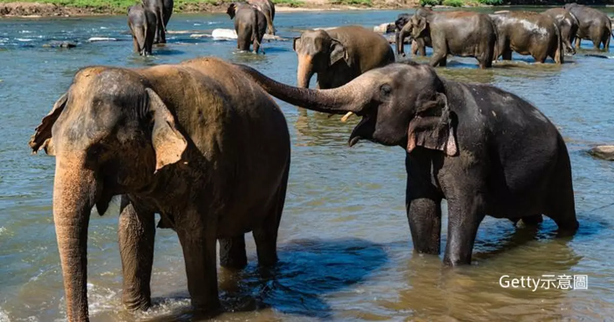 全球首家！斯里蘭卡大象孤兒院迎50週年慶 68隻大象享水果盛宴