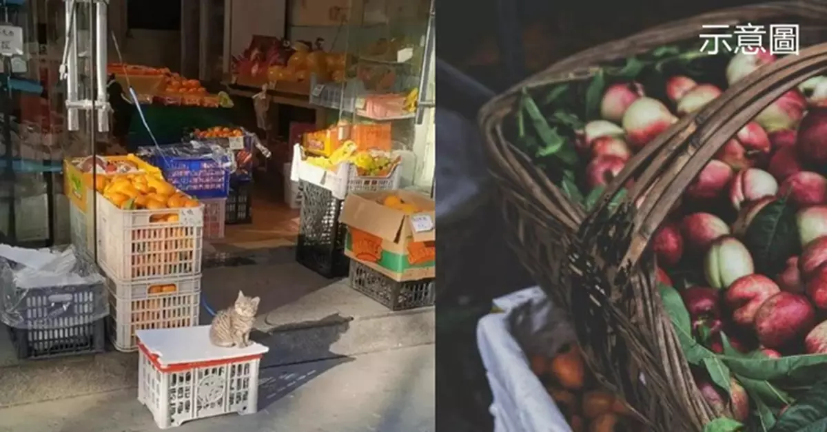 獲水果店老闆暖心收養 流浪貓幫捉老鼠除害蟲還化身「招財貓」帶旺業績
