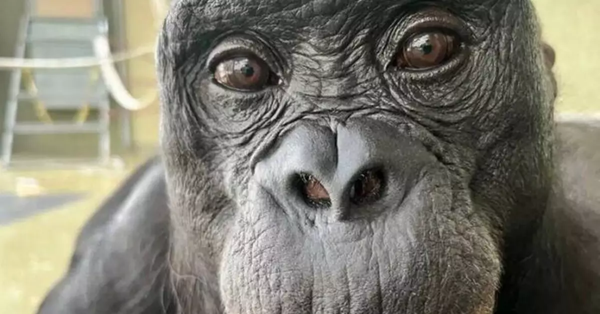 倭黑猩猩會「讀心」！最新研究：類人猿也能理解他人想法