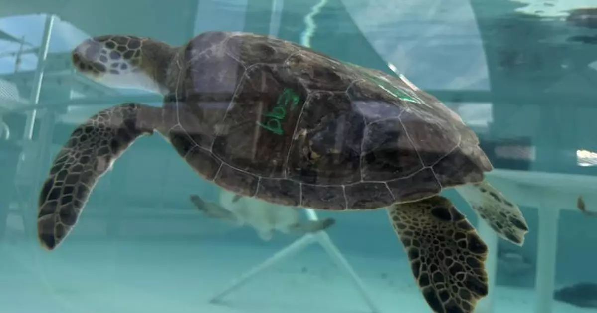寒流凍壞佛州 17綠海龜凍到昏厥急送生物中心治療