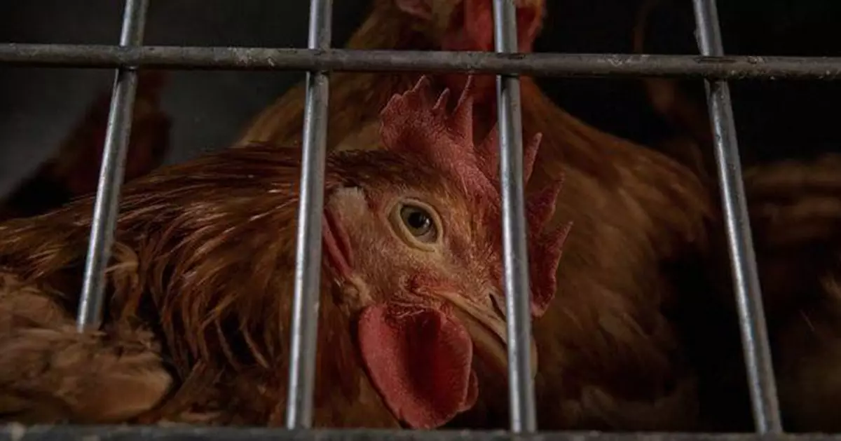 墨西哥爆首例H5N1死亡病例！3歲女童多重器官衰竭身亡   38名接觸者急篩檢