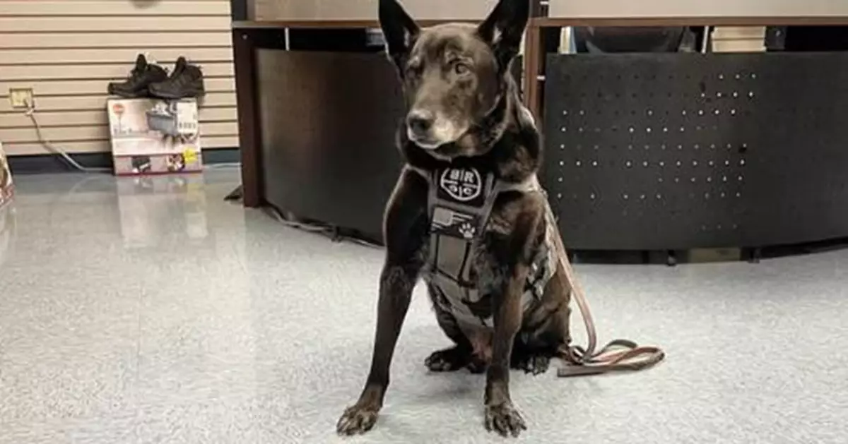 傳奇警犬「K9 Hurricane」離世！曾保護奧巴馬一家 獲獎無數