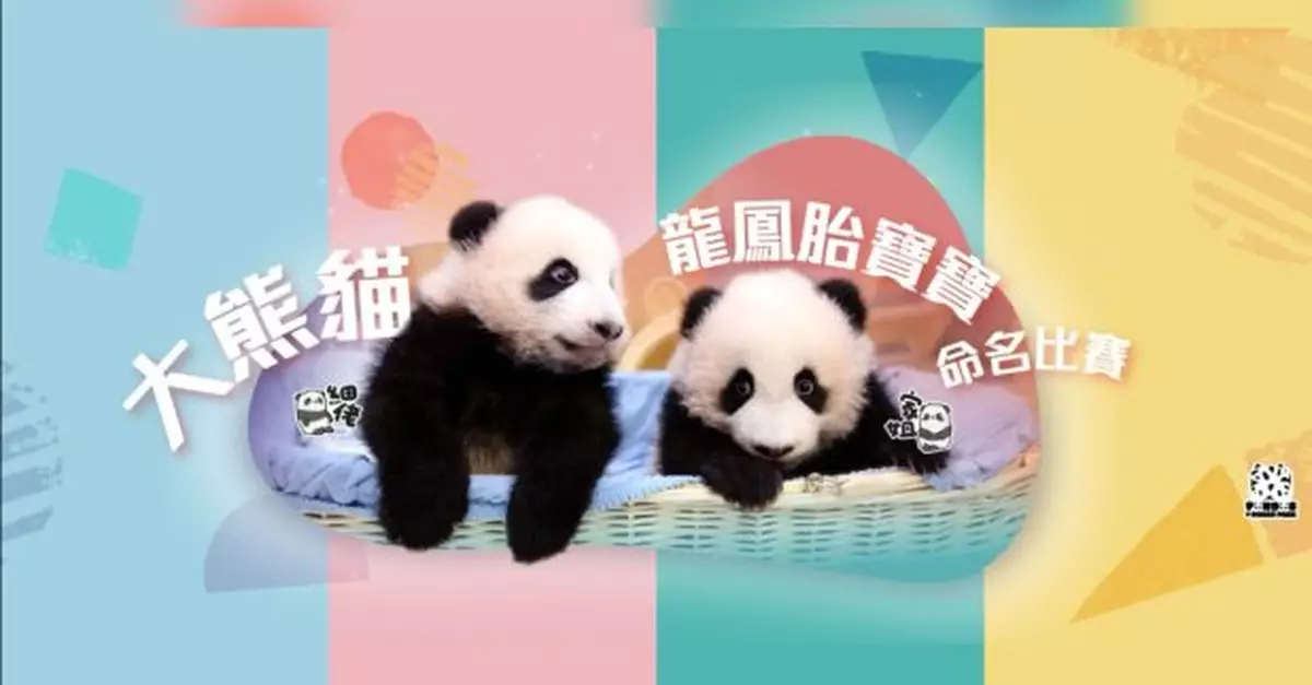 大熊貓龍鳳胎命名比賽即日起至下月7日　參加者須說明命名理念