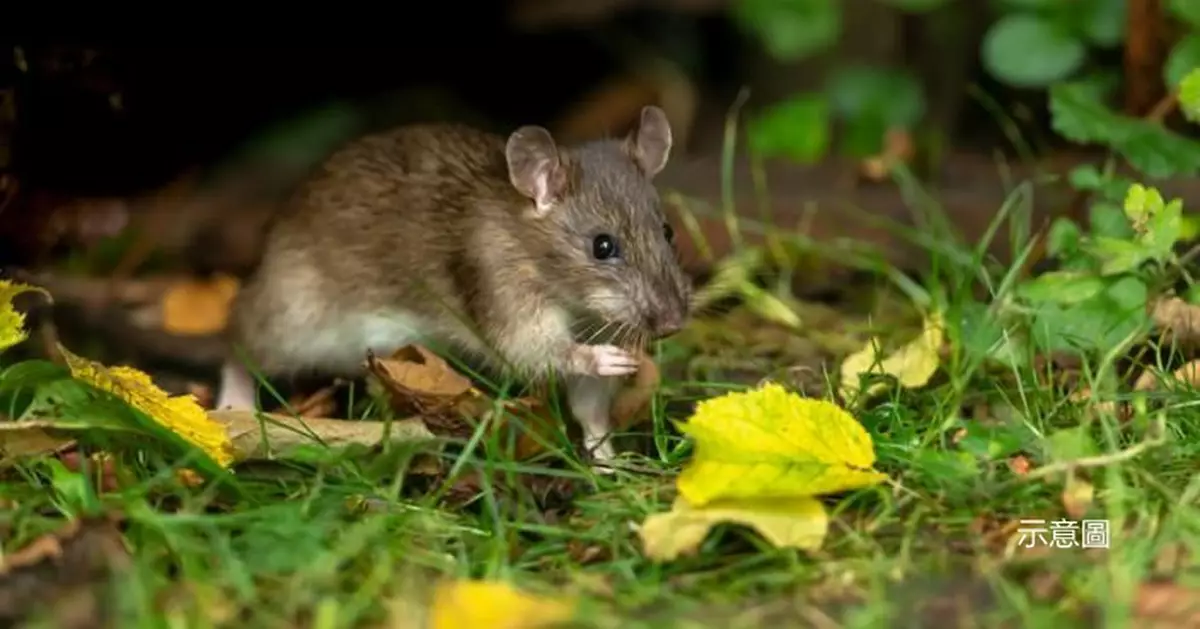 對鼠鼠太殘忍！法國超市粘鼠板遭消費者抵制 未來可能不再出售？
