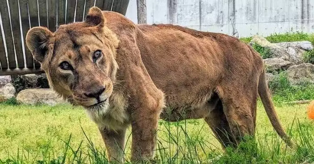 相當於人類100歲！日動物園最高齡雄獅衰老離世 享年25歲6個月