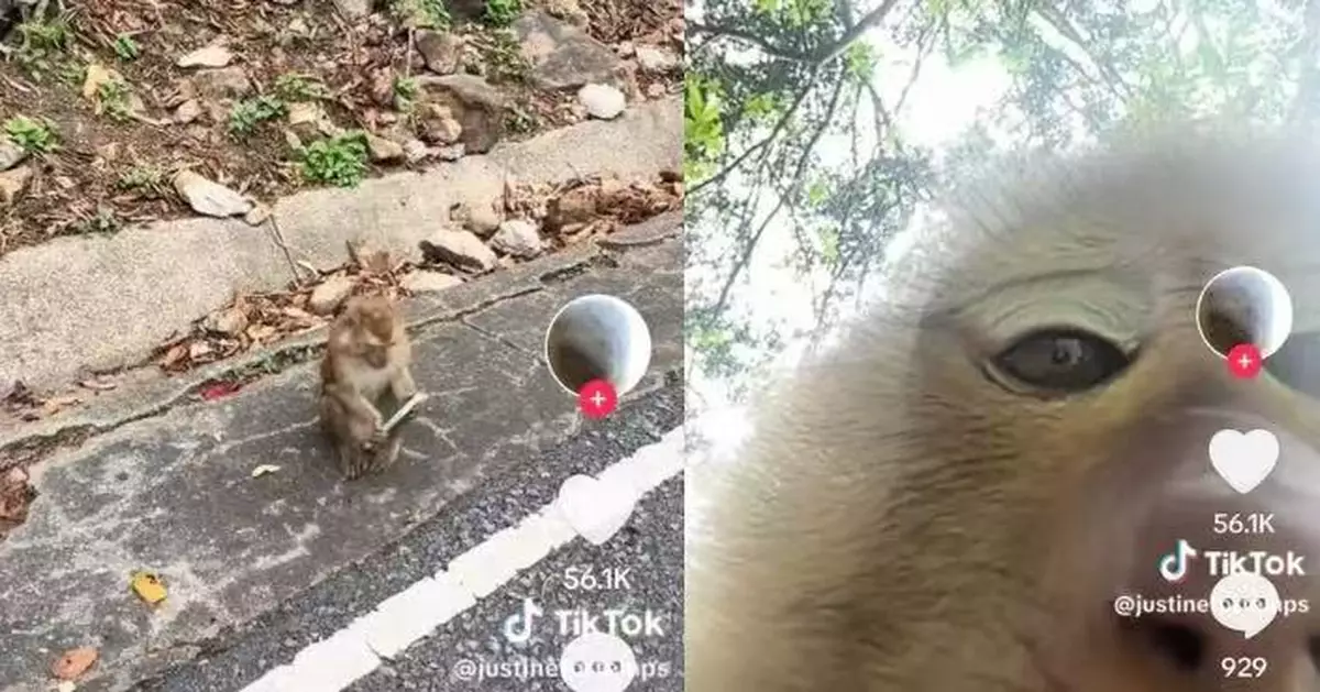 遊普吉島遭馬騮搶手機 法女遊客尋回驚見逗趣「大頭自拍照」