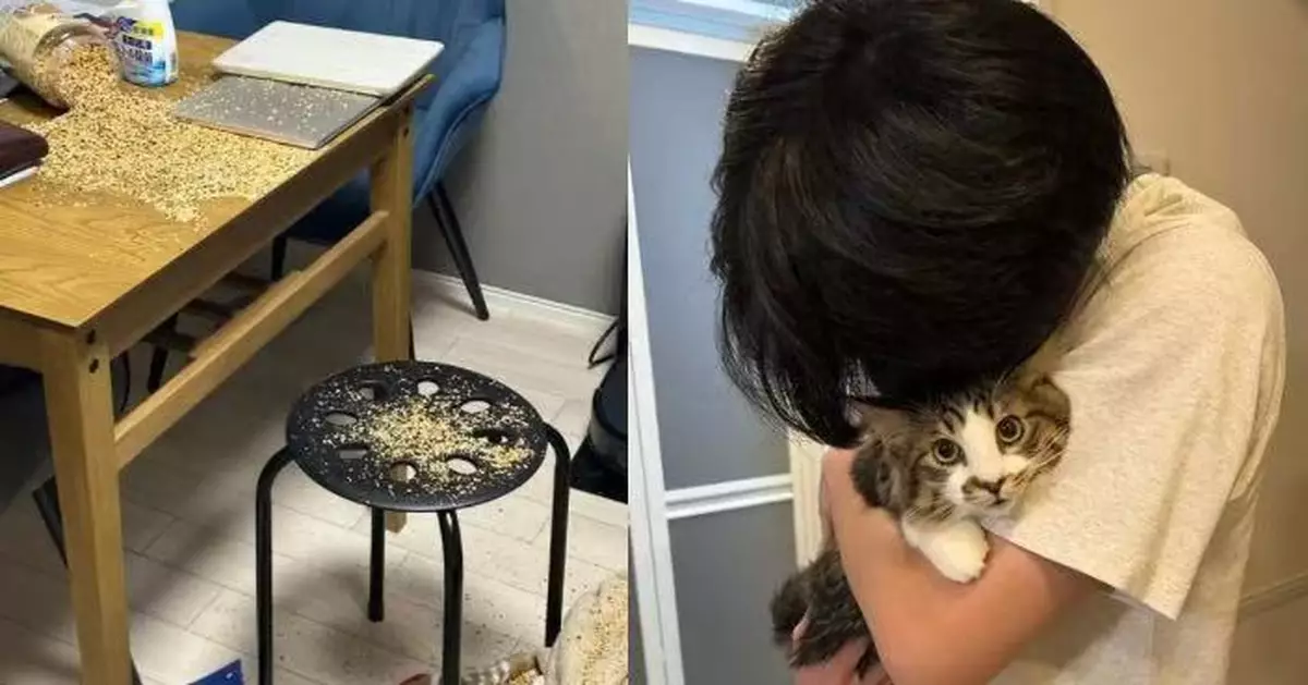 不慎打翻整罐藜麥 貓貓闖禍後嚇壞躲飼主丈夫懷中求安慰
