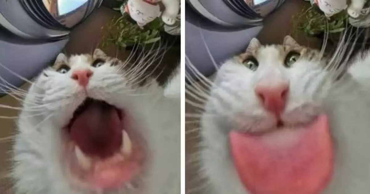 裝監控器捕捉寵物貓進食萌照 日飼主見「大嘴異形」醜照哭笑不得