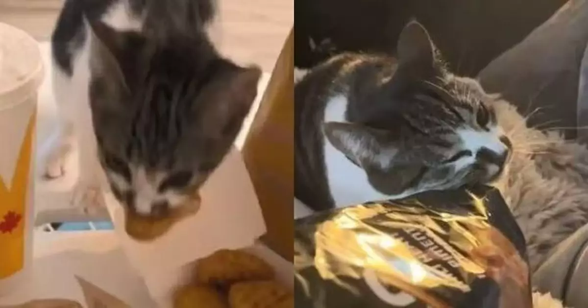 酷愛「偷食物」 為食貓公然搶雞塊逃跑令飼主無奈又好笑