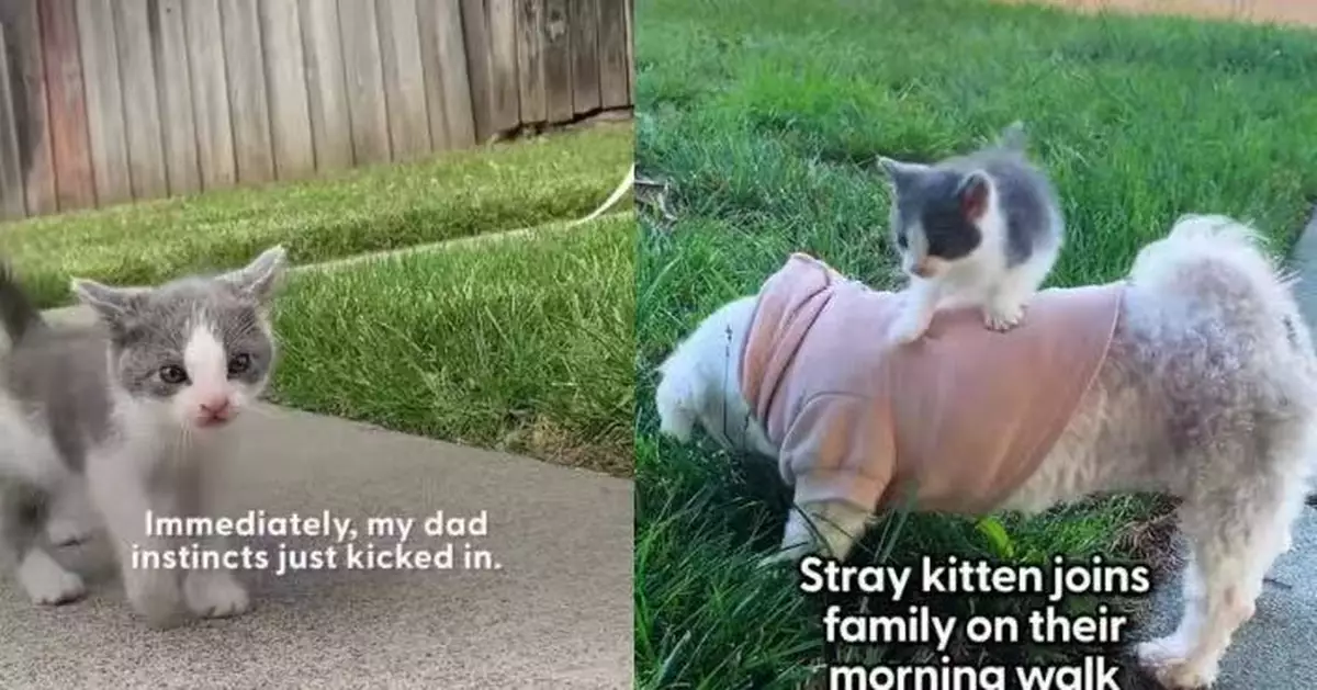 2週大流浪貓跳上愛犬背部霸氣「求收養」 美國男心軟收養榮升貓奴