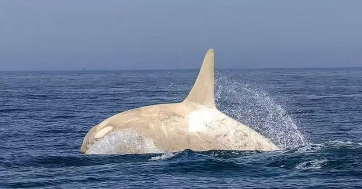 日攝影師同1海面影到一雄一雌「奶白色虎鯨」躍出 太巧合引AI生成疑雲