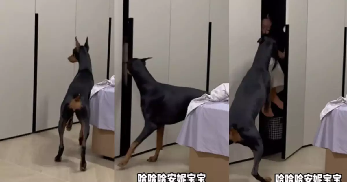 醒目狗仔陪主人玩伏匿匿！企定唔郁扮唔知 網民笑：明明一早就聞到