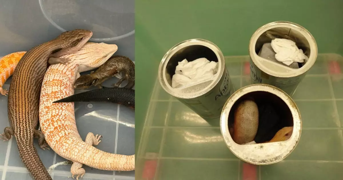 藏奶粉罐抽濕機圖偷運入境 海關檢42隻受管制瀕危物種活蜥蝪