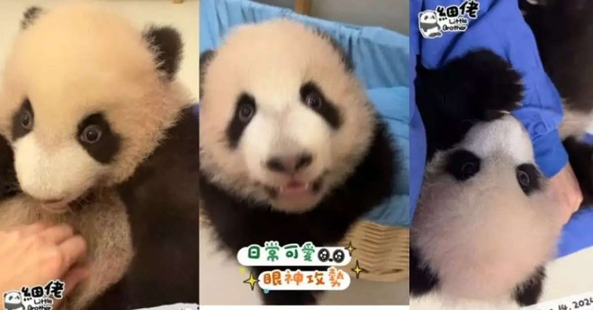 全天候照顧「家姐細佬」從來不易  官網小編大讚：奶爸奶媽世一！