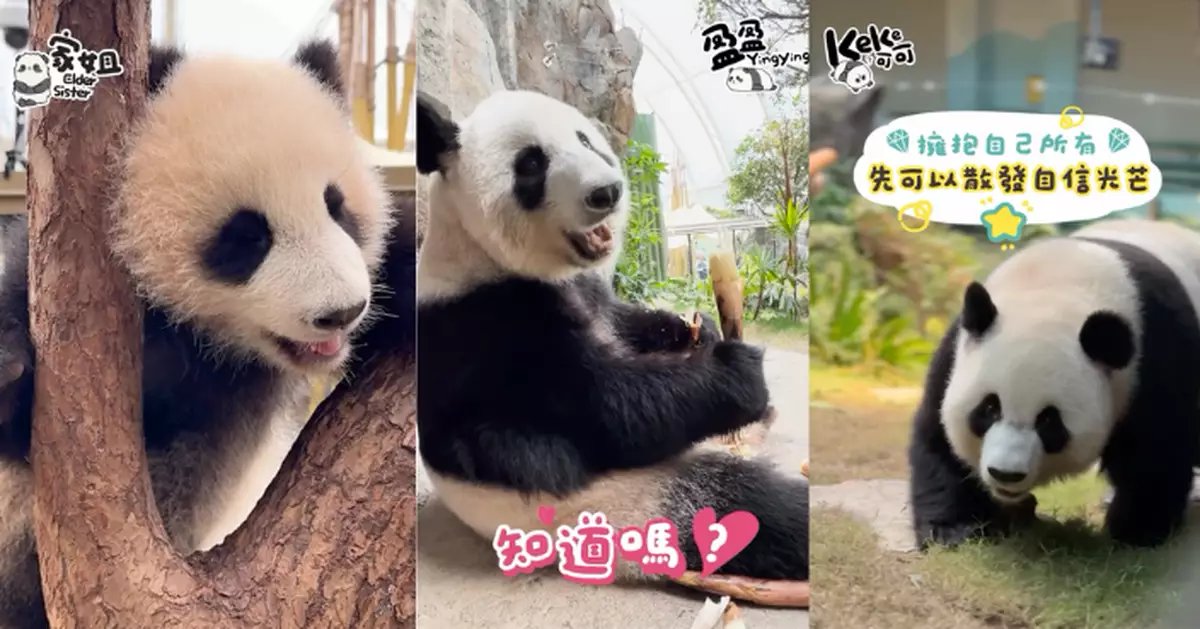 海洋公園三隻䧳性大熊貓 3.8婦女節向一眾市民「契媽」講「走心」名言