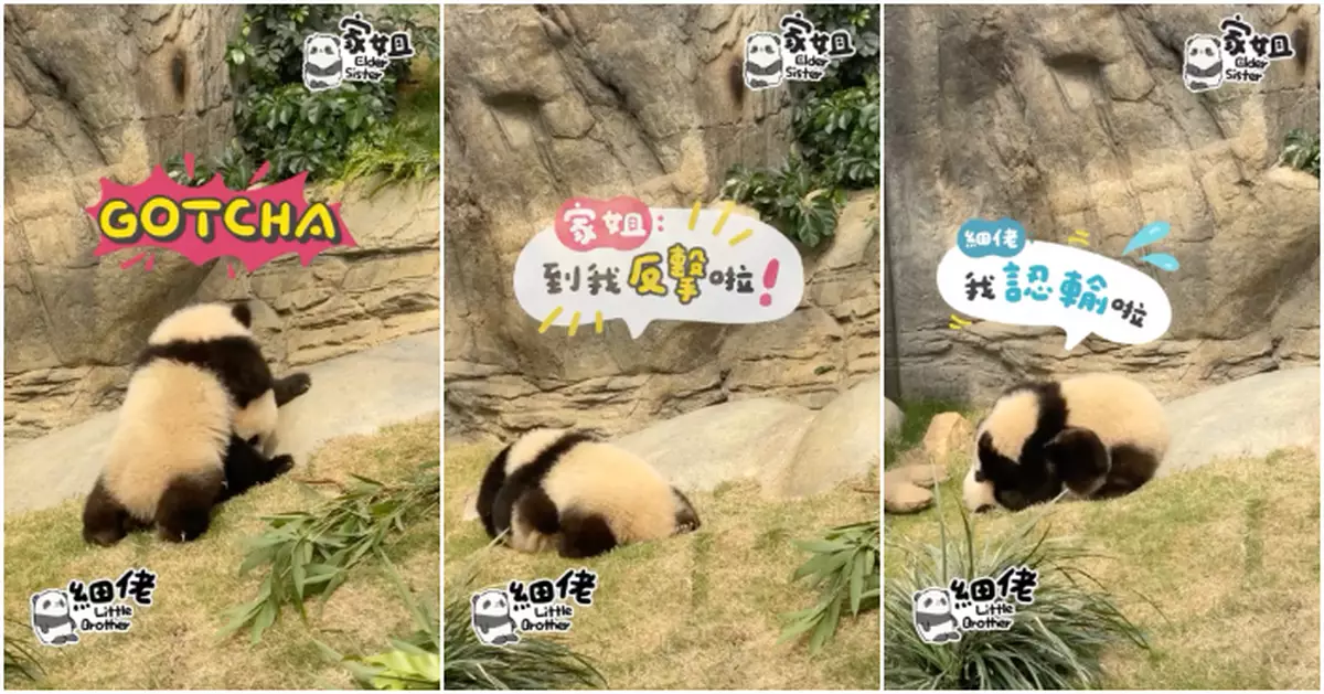 「熊貓MMA」家姐都有發威時 細佬輸得「口服心唔服」號召契爸契媽入園打氣
