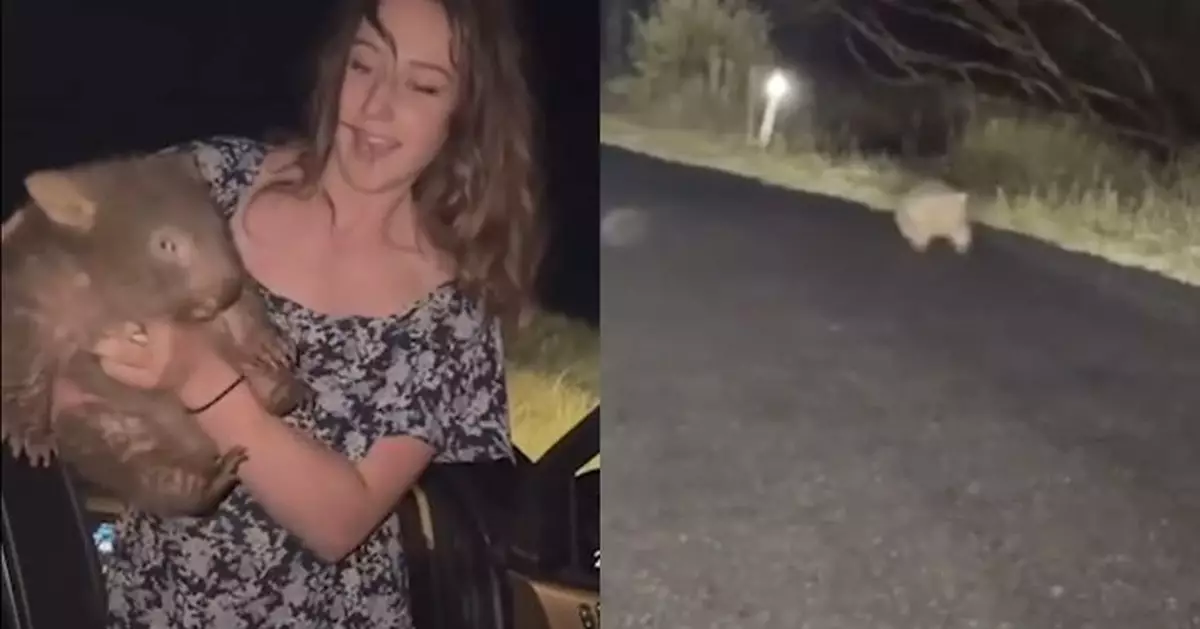 女網紅路邊抱走小袋熊掀動保怒潮 澳洲總理譏下次試抱走小鱷魚