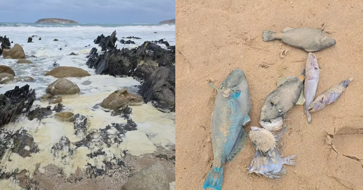 澳海灘覆蓋神秘「黃綠色泡沫」死魚遍佈 逾百名衝浪客下水感不適