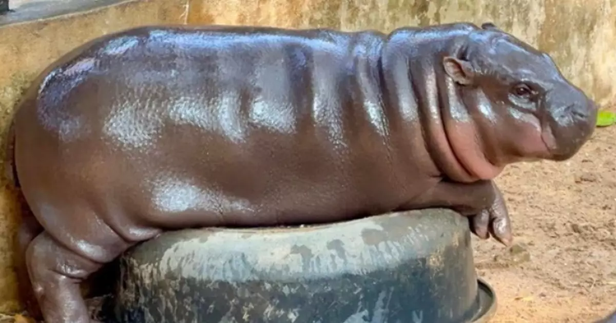 侏儒河馬「彈跳豬」爆紅後生存狀況堪憂！ 動保組織呼籲民眾拒看